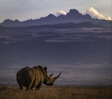 Book your Luxury Kenya Safari